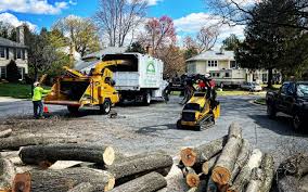 Best Leaf Removal  in Chesnut Hill, PA