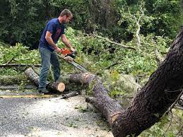 Best Seasonal Cleanup (Spring/Fall)  in Chesnut Hill, PA