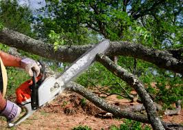 Best Palm Tree Trimming  in Chesnut Hill, PA