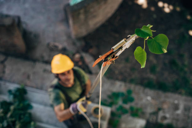 Best Tree Removal  in Chesnut Hill, PA