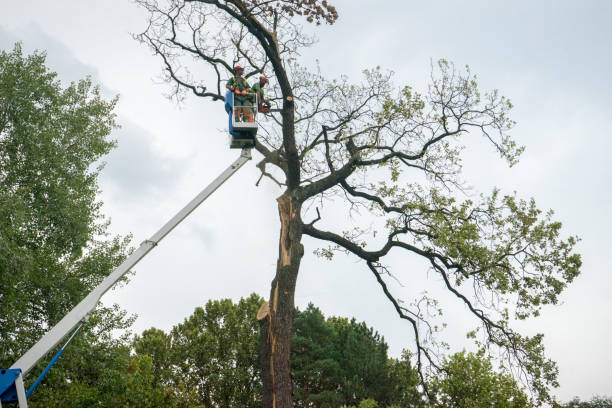 Best Utility Line Clearance  in Chesnut Hill, PA