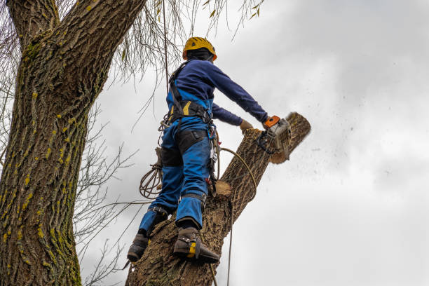 Trusted Chesnut Hill, PA Tree Care  Experts