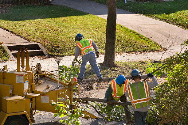 Best Tree Cabling and Bracing  in Chesnut Hill, PA