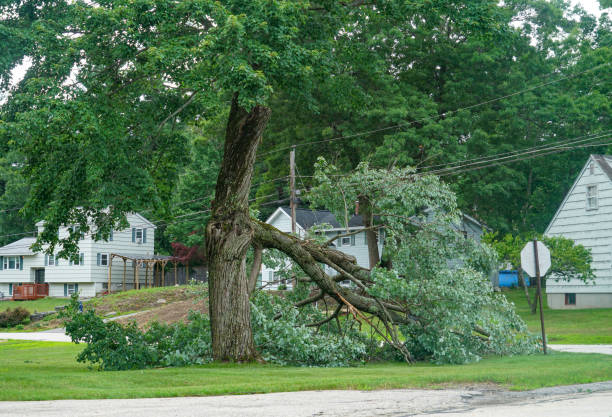 Best Arborist Consultation Services  in Chesnut Hill, PA