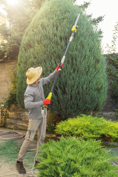 Best Tree Preservation Services  in Chesnut Hill, PA