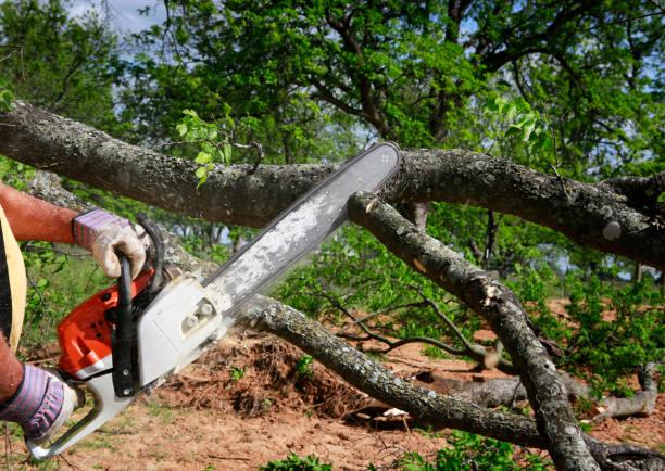 Best Commercial Tree Services  in Chesnut Hill, PA